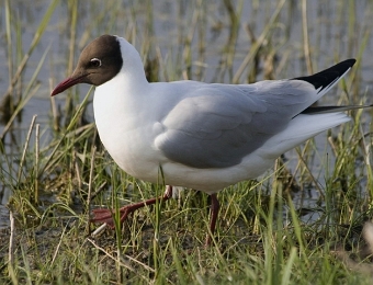 mouette rieuse au bord de l eau